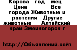 Корова 1 год 4 мец › Цена ­ 27 000 - Все города Животные и растения » Другие животные   . Алтайский край,Змеиногорск г.